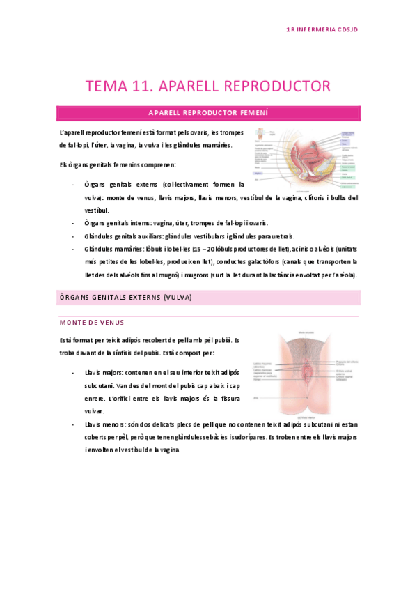 Miniatura del documento Tema-11.-Aparell-reproductor.pdf