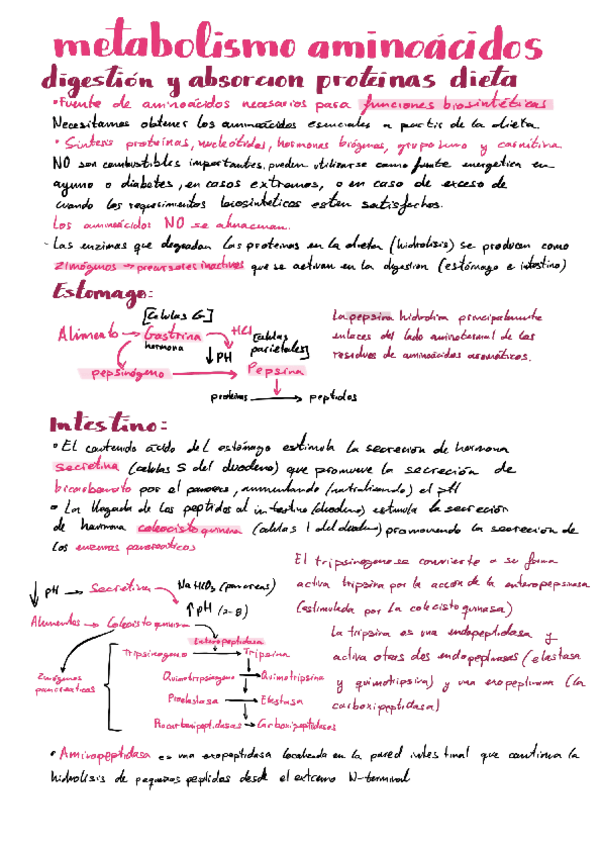 Miniatura del documento Metabolismo-aminoacidos.pdf