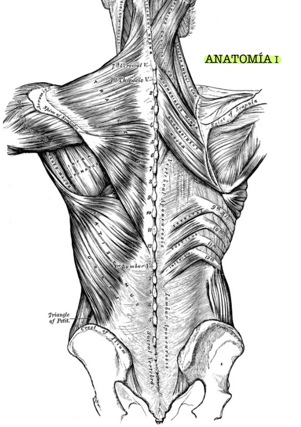 Miniatura del documento Extremidad-superior-y-generalidades-Couceiro.pdf
