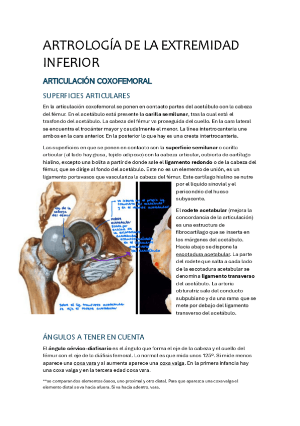 Miniatura del documento ARTROLOGIA-DE-LA-EXTREMIDAD-INFERIOR.pdf