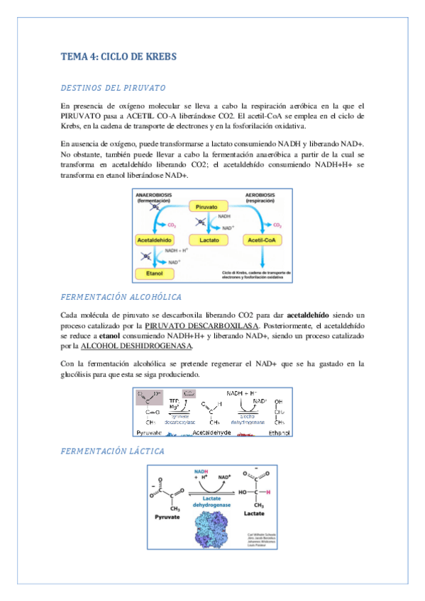 Miniatura del documento CICLO-DE-KREBS.pdf