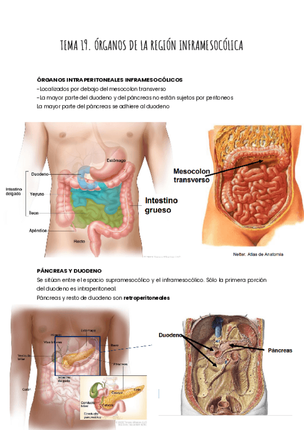 Miniatura del documento TEMA-19.-ORGANOS-DE-LA-REGION-INFRAMESOCOLICA.pdf