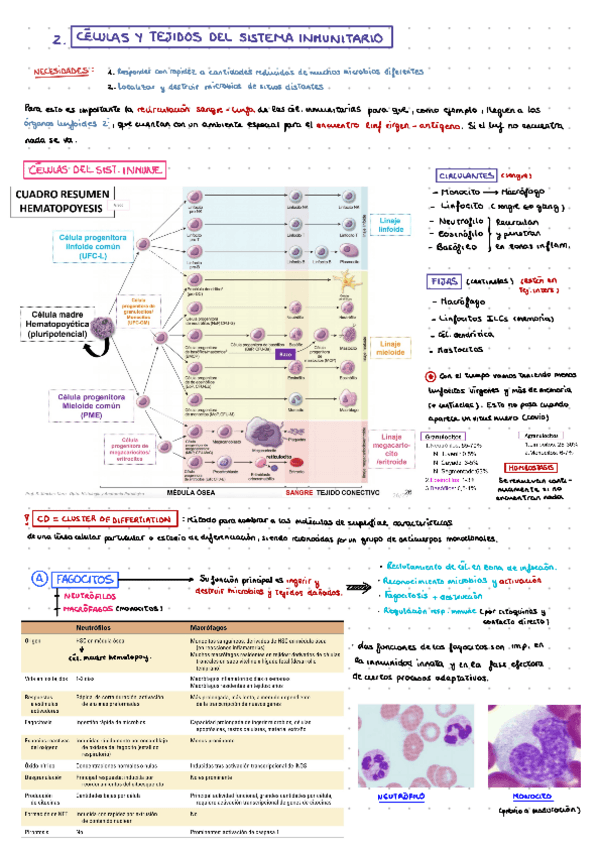 Miniatura del documento 2-CELULAS-Y-TEJIDOS.pdf