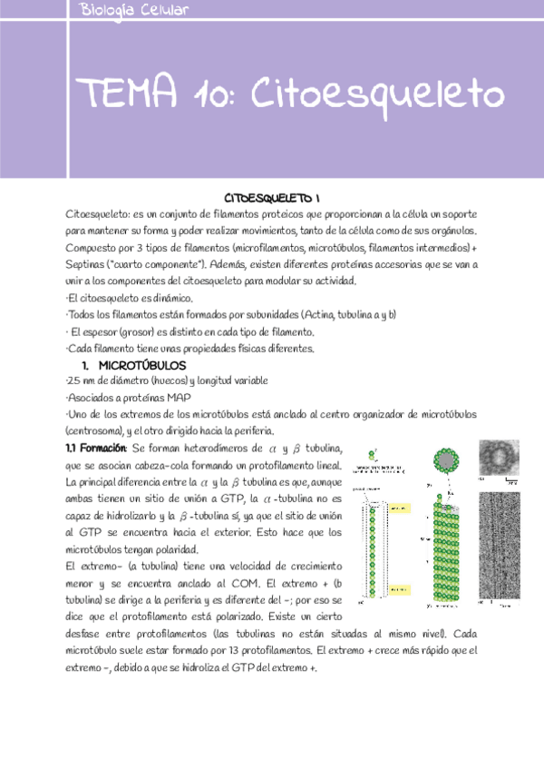 Miniatura del documento Tema-10-Citoesqueleto.pdf