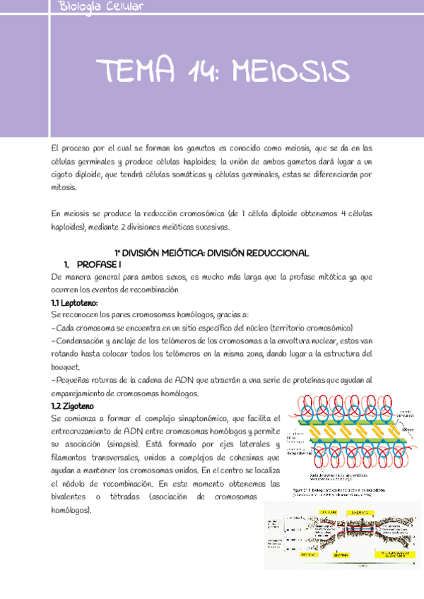 Miniatura del documento Tema-14-meiosis-1.pdf