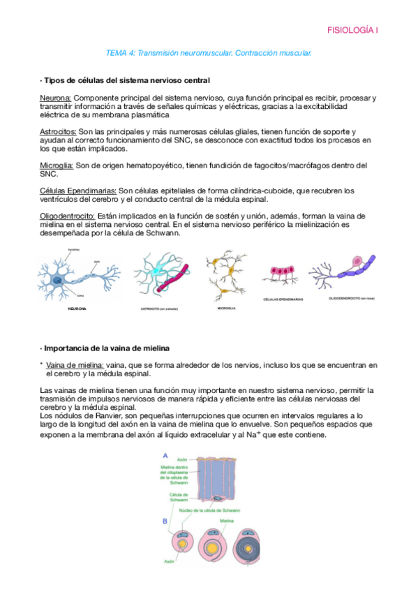 Miniatura del documento Fisiologia-T4.pdf