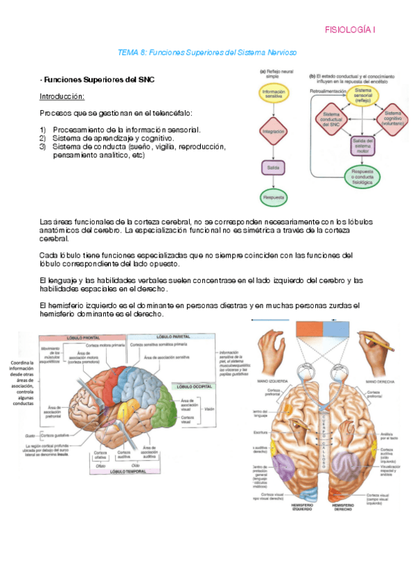 Miniatura del documento Fisiologia-T8.pdf