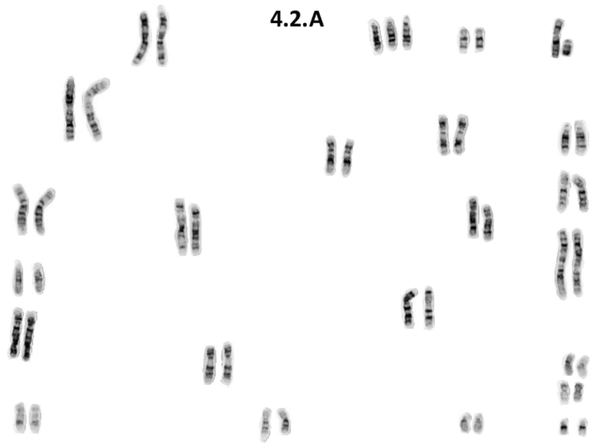 Miniatura del documento Practica1DavidBouhyaneTorrente-Geneticapdf.pdf