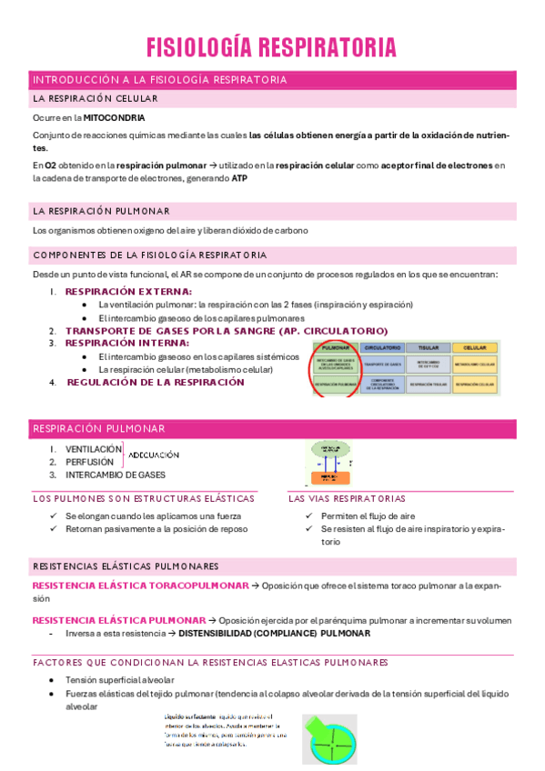 Miniatura del documento fisio-respiratorio.pdf