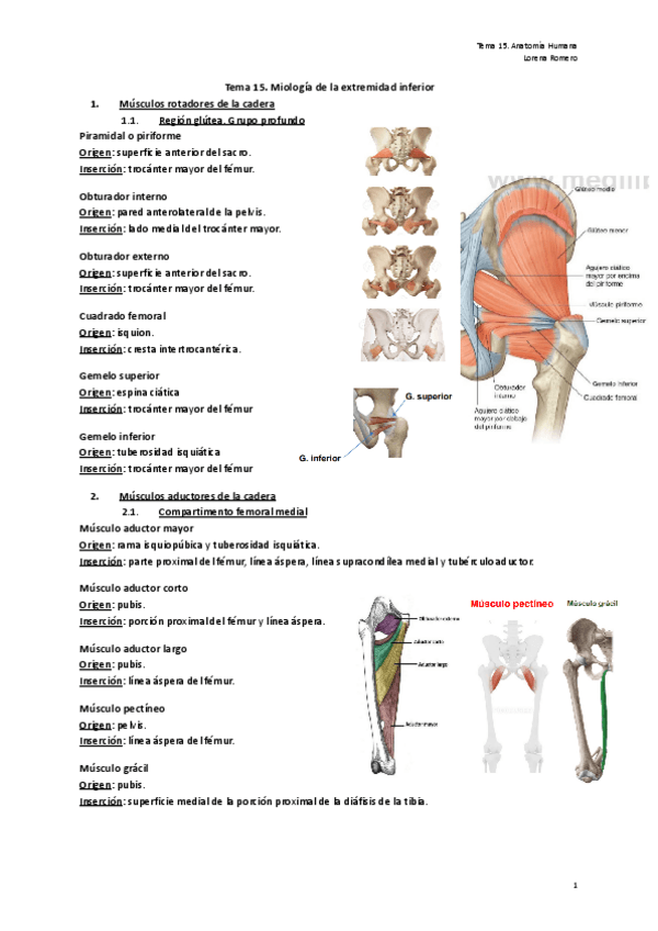 Miniatura del documento Tema-15.-Miologia-de-la-extremidad-inferior.pdf