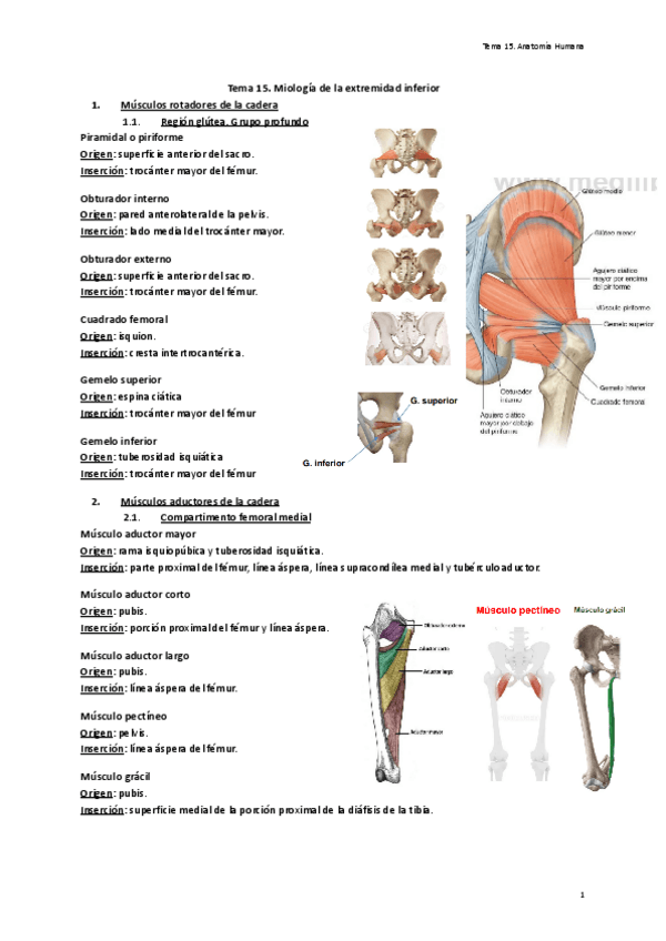 Miniatura del documento Tema-15.-Miologia-de-la-extremidad-inferior.pdf
