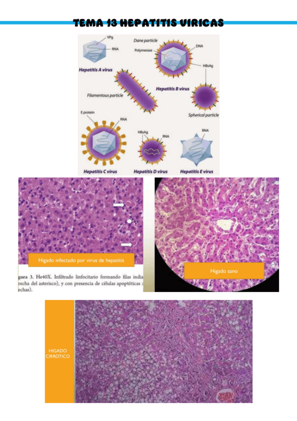 Miniatura del documento Patologia-medica-general-T13.pdf