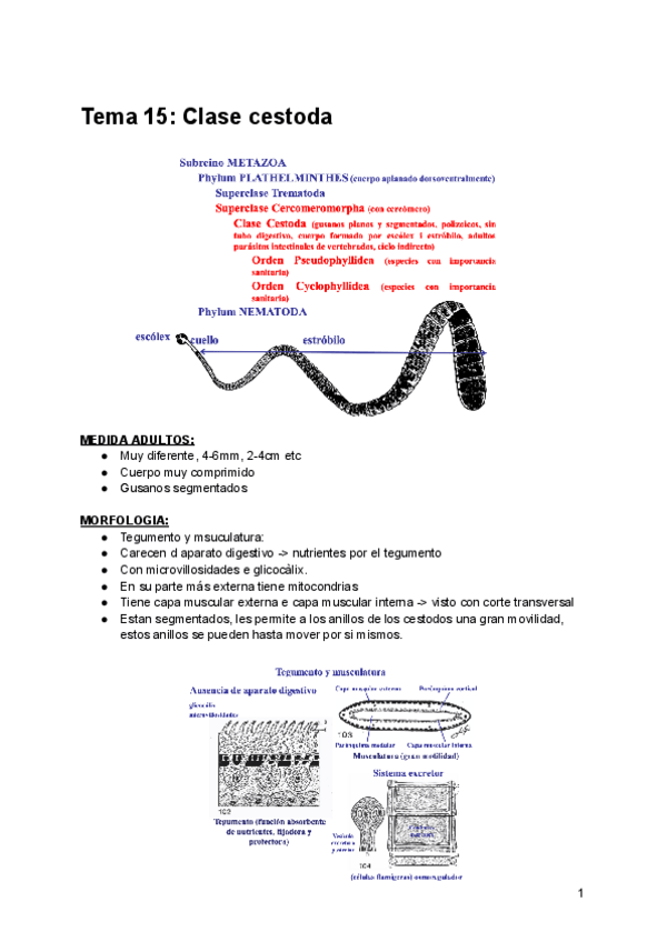 Miniatura del documento Tema-15-Clase-cestoda-y-sus-ordenes.pdf