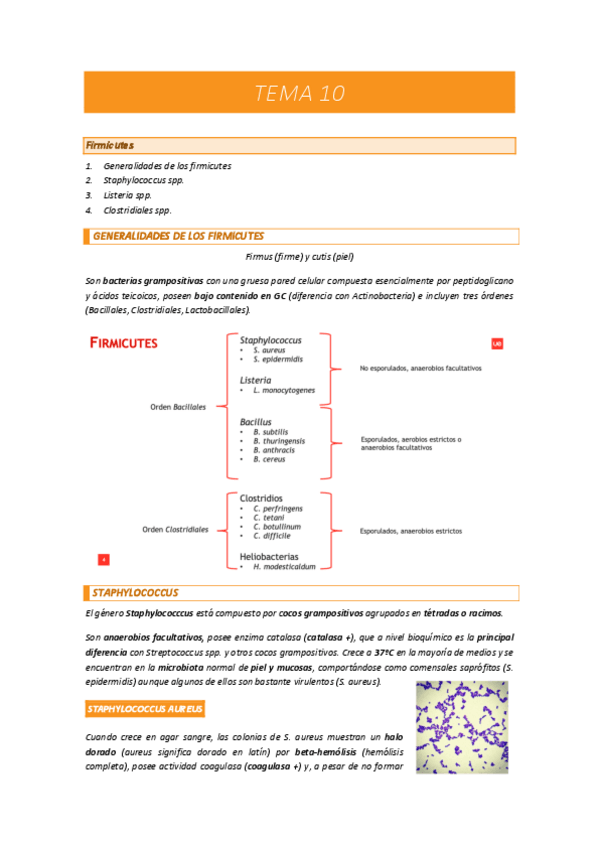 Miniatura del documento TEMA-10-MICROBIOLOGIA.pdf