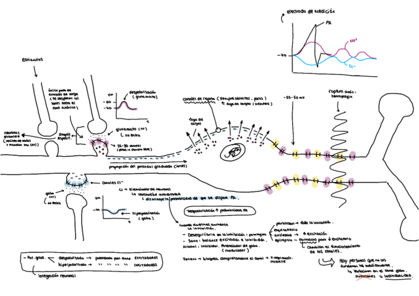 Miniatura del documento Potencial-graduado.pdf