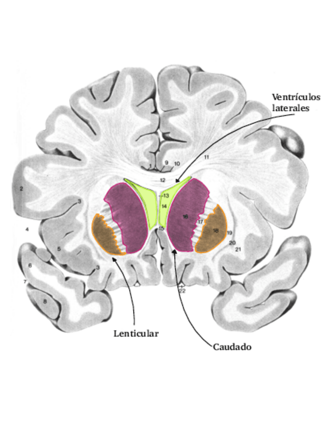 Miniatura del documento Practica-4-Biologicos-3.pdf