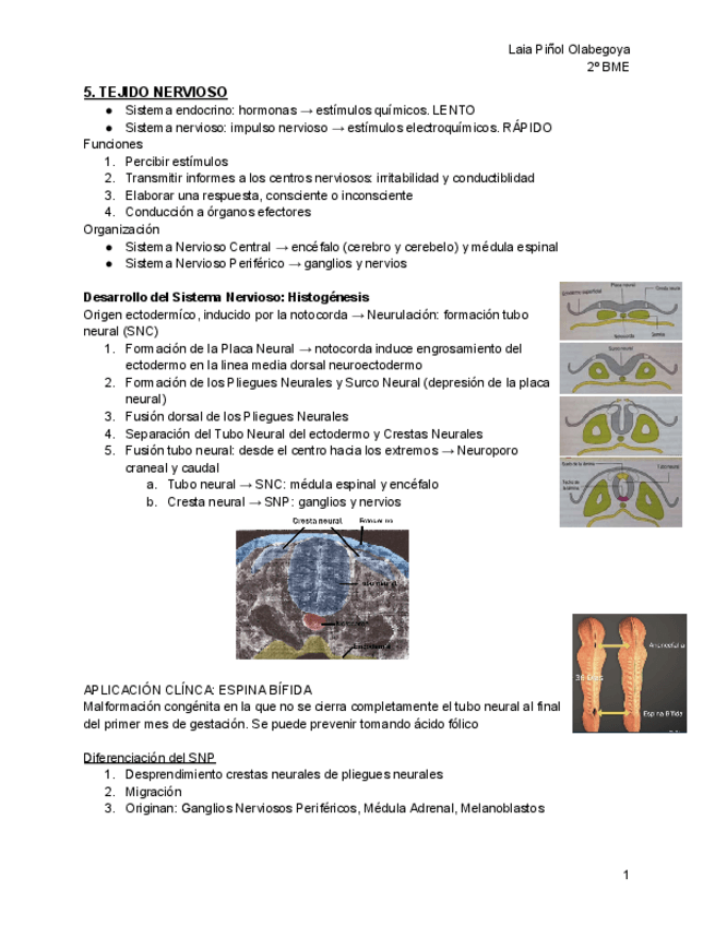 Miniatura del documento 5.-Tejido-nervioso.pdf