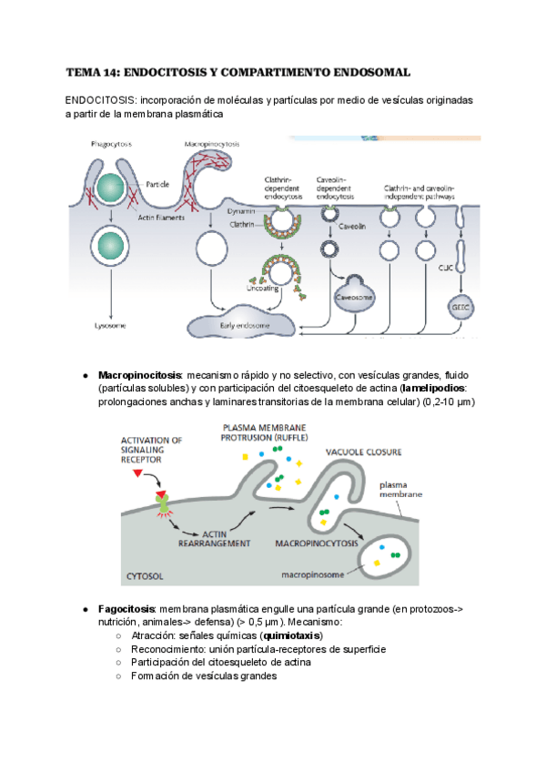 Miniatura del documento TEMA-14-ENDOCITOSIS-Y-COMPARTIMENTO-ENDOSOMAL..pdf