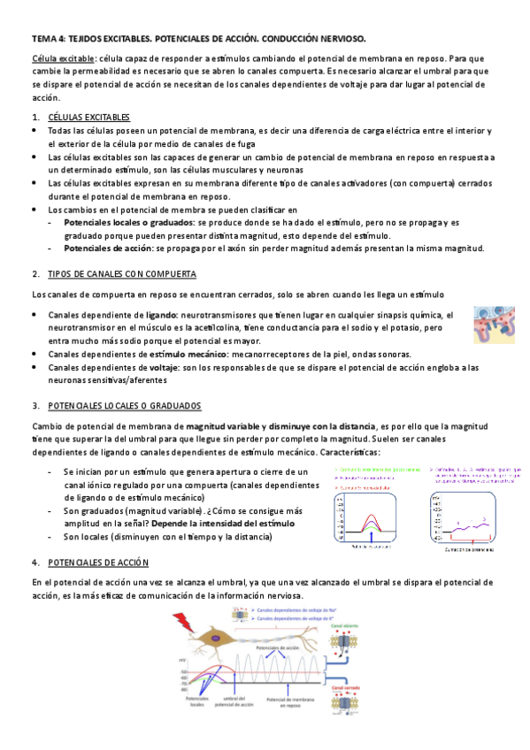Miniatura del documento TEMA-4.-TEJIDOS-EXCITABLES.-POTENCIALES-DE-ACCION.-CONDUCCION-NERVIOSO..pdf