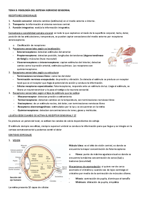 Miniatura del documento TEMA-9.-FISIOLOGIA-DEL-SISTEMA-NERVIOSO-SENSORIAL.pdf