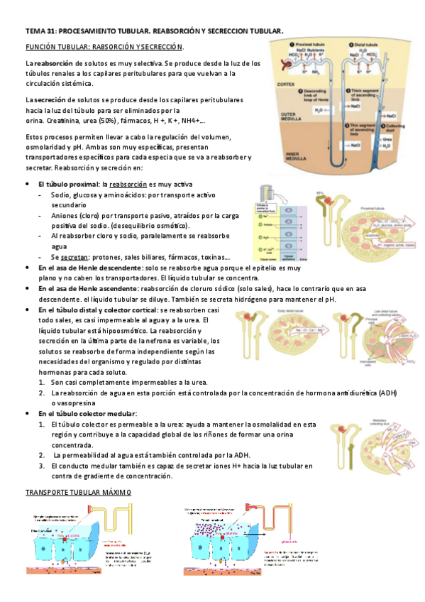 Miniatura del documento TEMA-31.-PROCESAMIENTO-TUBULAR.-REABSORCION-Y-SECRECCION-TUBULAR.pdf