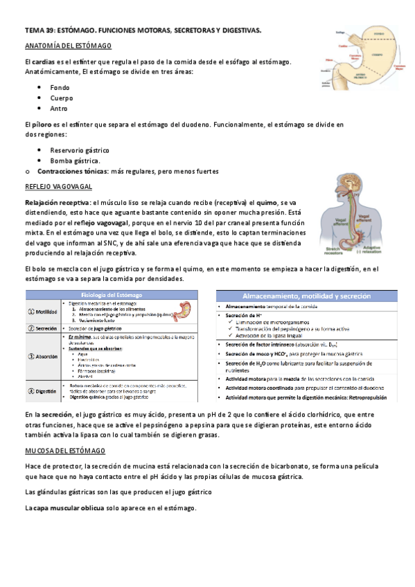 Miniatura del documento TEMA-39.-ESTOMAGO.-FUNCIONES-MOTORAS-SECRETORAS-Y-DIGESTIVAS..pdf
