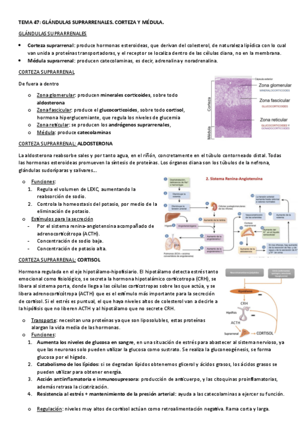 Miniatura del documento TEMA-47.-GLANDULAS-SUPRARRENALES.-CORTEZA-Y-MEDULA..pdf