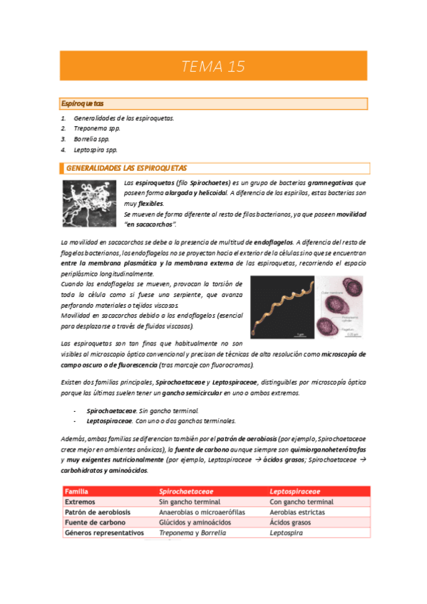 Miniatura del documento TEMA-15-MICROBIOLOGIA.pdf