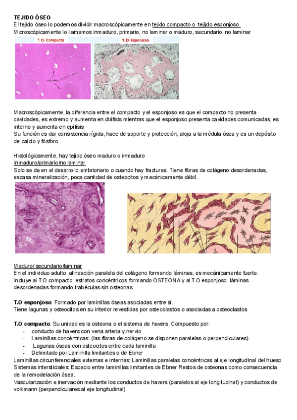 Miniatura del documento Histologia-segundo-examen.pdf