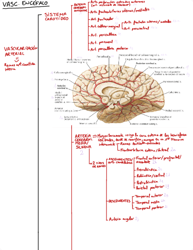 Miniatura del documento Esquema-vascularizacion-arterial-del-encefalo.pdf