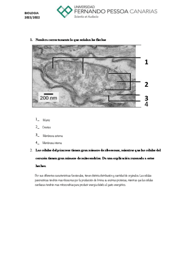 Miniatura del documento Ejercicio-10.-Mitocondrias..pdf
