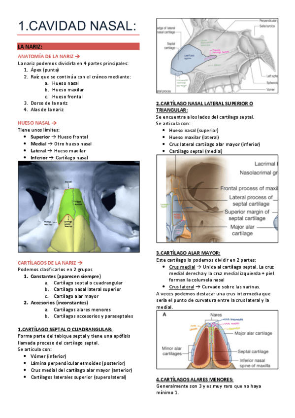 Miniatura del documento RESCAR-Anato-entero.pdf