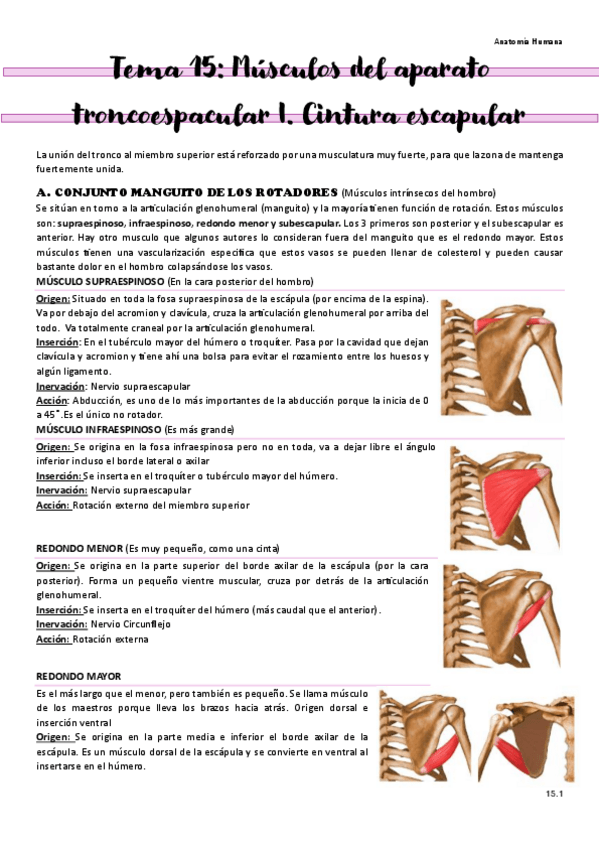 Miniatura del documento Tema-15-Musculos-del-aparato-troncoescapular-I.pdf