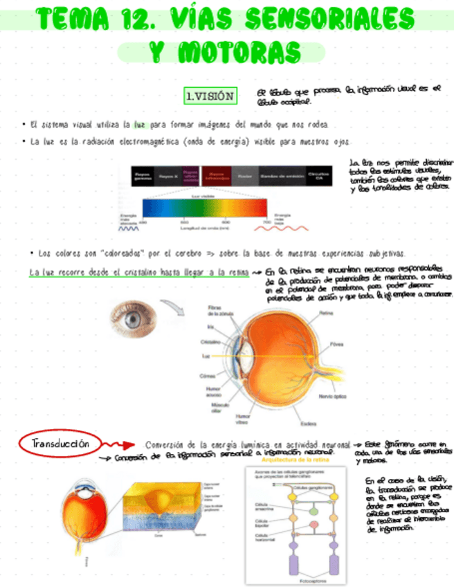 Miniatura del documento TEMA-12.-VIAS-SENSORIALES-Y-MOTORAS.pdf