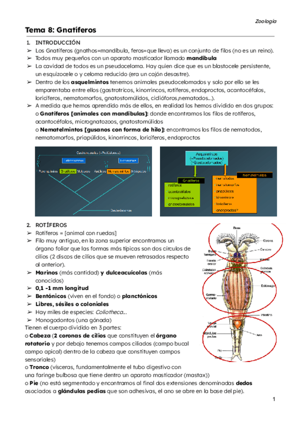 Miniatura del documento Tema-8-Gnatiferos.pdf