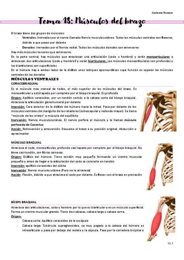 Miniatura del documento Tema-18-Musculos-del-brazo.pdf