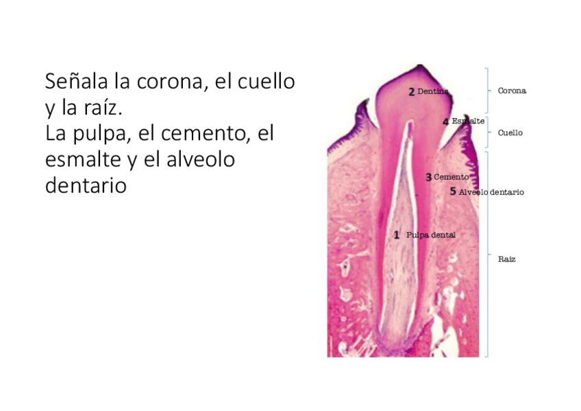 Miniatura del documento Tejido-Del-Diente.pdf