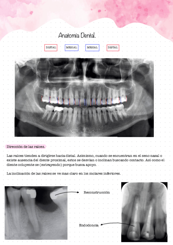 Miniatura del documento Incisivos-centrales-y-laterales.pdf