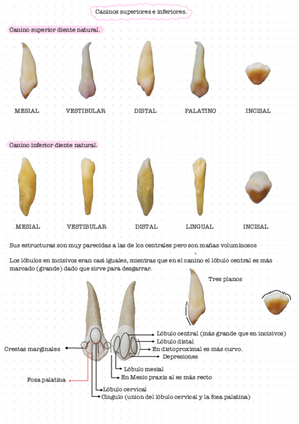 Miniatura del documento Caninos-premolares-y-molares.pdf