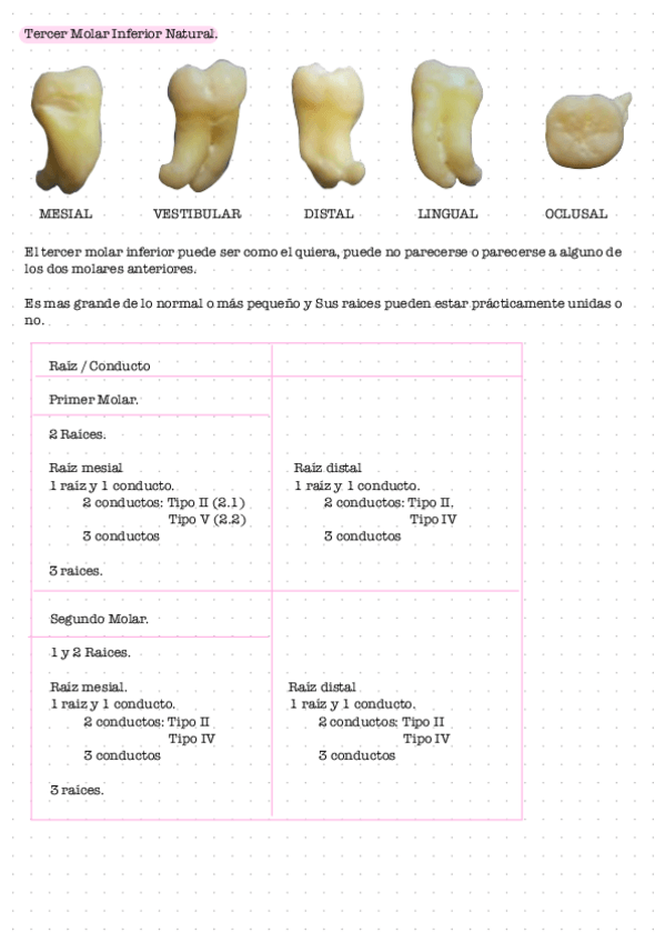 Miniatura del documento Terceros-molares.pdf