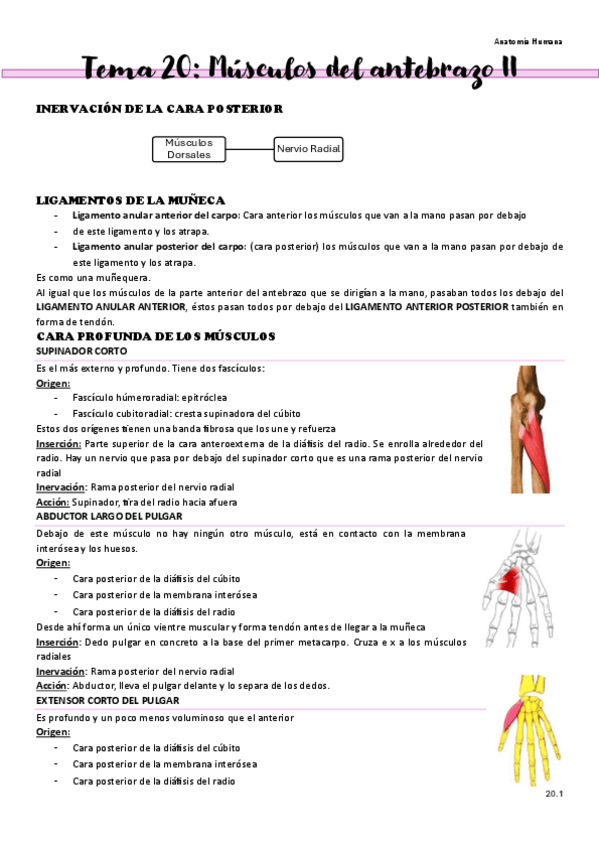 Miniatura del documento Tema-20-Musculos-del-antebrazo-II.pdf