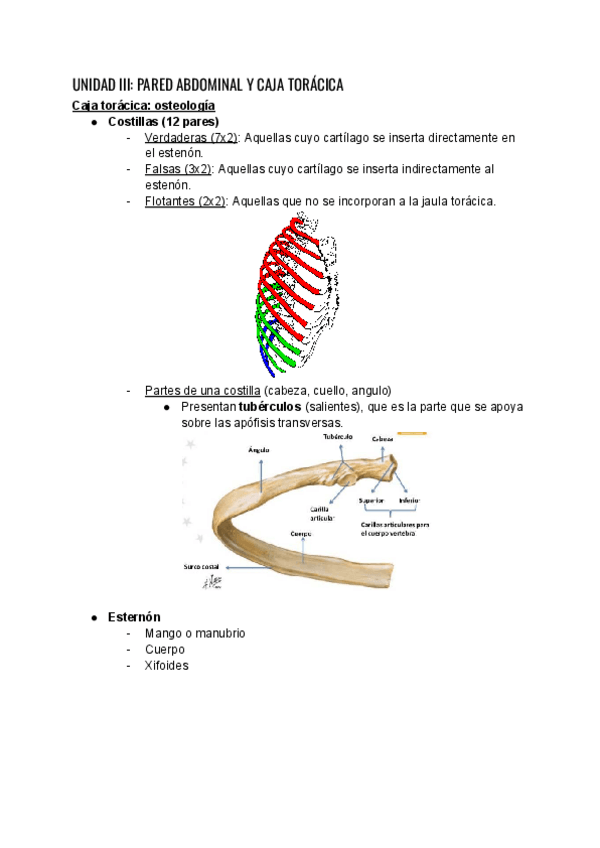 Miniatura del documento Unidad-III-Pared-abdominal-y-caja-toracica.pdf