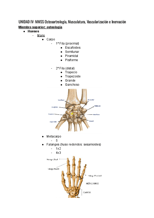 Miniatura del documento Unidad-IV-MMSS-Osteoartrologia-Musculatura-Vascularizacion-e-Inervacion.pdf