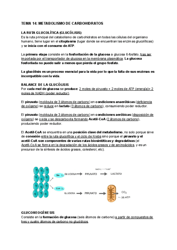 Miniatura del documento TEMA-14-METABOLISMO-DE-CARBOHIDRATOS.pdf