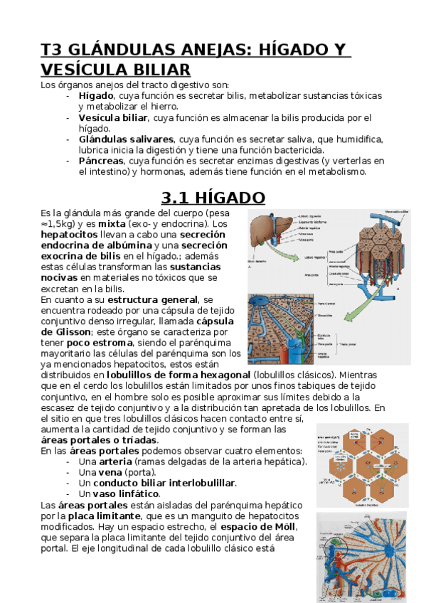 Miniatura del documento Hígado.docx