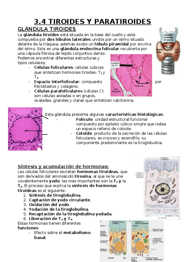 Miniatura del documento Tiroides y Paratiroides.docx