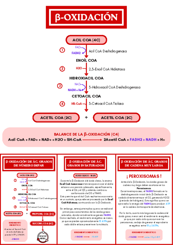 Miniatura del documento BETA-OXIDACION.pdf