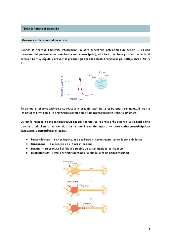 Miniatura del documento tema-8-potencial-de-accion.pdf