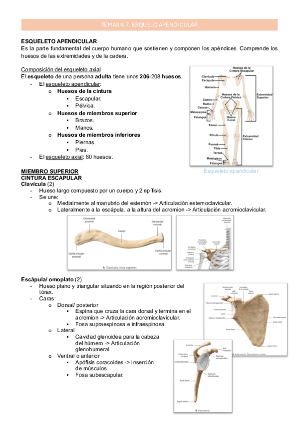 Miniatura del documento Tema 6, 7_Esqueleto apendicular (Anatomía Humana General I).pdf