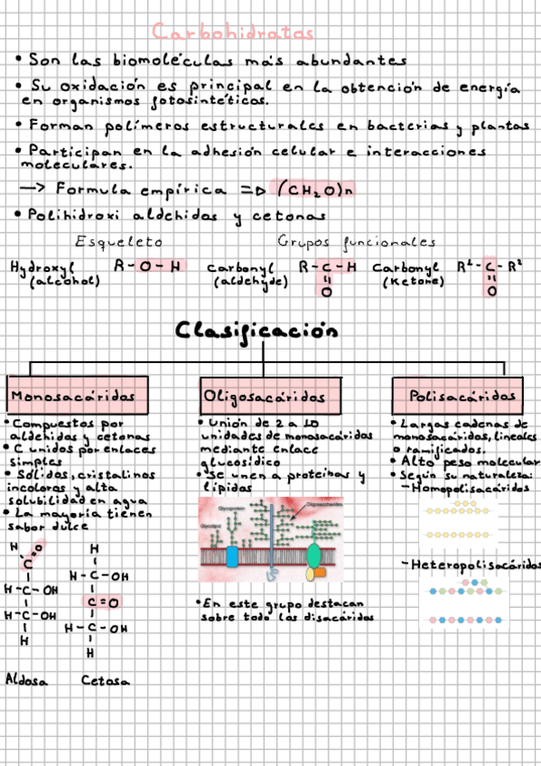 Miniatura del documento Carbohidratos-Tema-3.pdf